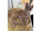 Adopt Brian a Domestic Short Hair