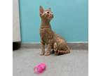 Adopt Sysco a Domestic Short Hair
