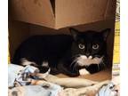 Adopt Delta a Domestic Short Hair