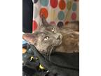Adopt Vikram a Domestic Short Hair