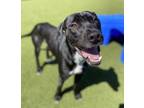 Adopt Ryder a Labrador Retriever, Mixed Breed