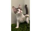 Adopt Salt a Domestic Medium Hair, Domestic Short Hair
