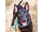 Adopt Bug a Labrador Retriever