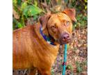 Adopt Hank a Labrador Retriever, Hound