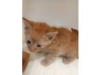 Adopt Ben a Domestic Short Hair