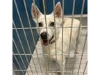 Adopt SNOW Available NOW - ADOPTION or RESCUE! a Mixed Breed