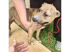 Adopt COACH Available NOW - ADOPTION or RESCUE! a Mixed Breed