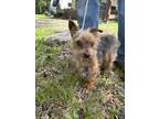 Adopt Little Guy a Yorkshire Terrier, Mixed Breed