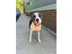 Adopt Nile a Terrier, Mixed Breed