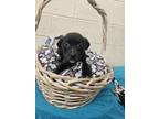 Adopt Moe a Mixed Breed