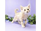 Adopt Charlie a Domestic Medium Hair