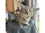 Adopt Hugo--In Foster a Domestic Short Hair