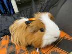 Adopt Benjamin a Guinea Pig