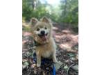 Adopt Linus a Pomeranian, American Eskimo Dog