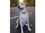 Adopt Grover a Catahoula Leopard Dog, Labrador Retriever