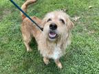 Adopt Oso a Petit Basset Griffon Vendeen, Wheaten Terrier