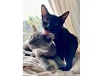 Adopt Russell Thunders a Domestic Short Hair