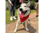 Adopt Two Socks a Husky