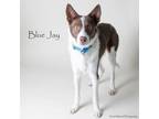 Adopt Blue Jay a Australian Kelpie, Mixed Breed