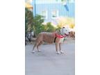 Adopt Zeus a Pit Bull Terrier