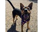 Adopt Mr. Piggy a Mixed Breed