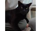 Adopt DOC a Domestic Short Hair