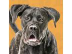 Adopt Zilla a Cane Corso