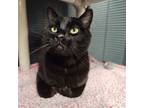 Adopt MEE MOO a Domestic Short Hair