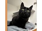 Adopt BUBBA a Domestic Short Hair