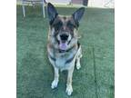 Adopt ACE a German Shepherd Dog