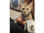 Adopt Jethro a Domestic Short Hair