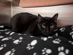 Adopt Beasly a Domestic Short Hair