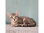 Adopt Rocky a Domestic Short Hair