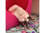Adopt Marvin a Domestic Short Hair