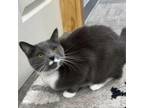 Adopt Milky a Domestic Short Hair