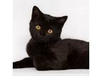 Adopt Jupiter a Domestic Short Hair