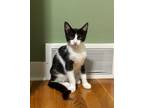 Adopt Gomez a Domestic Short Hair