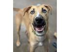 Adopt Alaska a German Shepherd Dog, Mixed Breed