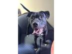 Adopt Peter a Pit Bull Terrier, Mixed Breed