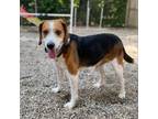 Adopt Bailey a Beagle