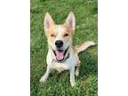 Adopt Cosmo a Siberian Husky
