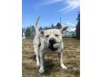 Adopt Tachi a American Staffordshire Terrier, Mixed Breed