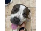 Adopt King a Pit Bull Terrier