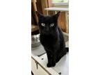 Adopt Tobias a American Shorthair