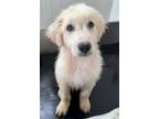 Adopt Longfellow a Great Pyrenees, Mixed Breed