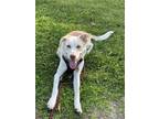 Adopt Shadow a Mixed Breed