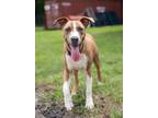 Adopt Oscar a Terrier, Mixed Breed