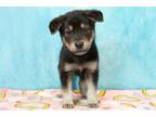 Adopt Care Bear a Husky, Retriever