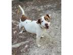 Adopt JJ a Pit Bull Terrier, Mixed Breed