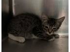 Adopt Houston a Domestic Short Hair